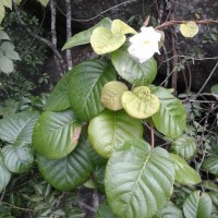 Chonemorpha fragrans (Moon) Alston